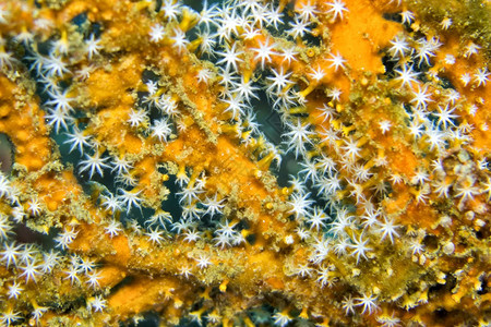 柳珊瑚海帆鞭高戈尼扬莱姆贝北苏拉威西印度尼亚洲生物学旅游图片