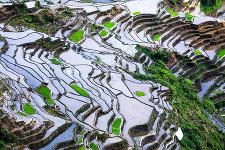 场地颜色种植园在菲律宾伊富果省巴努埃Ifugao的水中以天空色彩多的反射方式对稻田梯进行惊人的抽象提炼图片