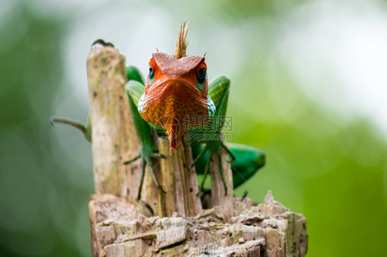 一种生动木杆上常见的绿色森林蜥蜴傲慢的动物看着相机橙色头和绿饱变化的颜皮肤紧闭起来你看什么在脸部的态度美丽图片