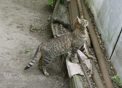 无家可归小猫咪站在屏障前远离旧建筑材料这只猫咪穿过了屏障碍院子常设图片