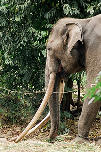 亚洲大象长牙的亚洲大象男叉子是被发展成更大可以用作和杠杆物体的