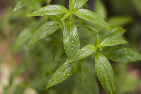 流感已知自然园艺奇瑞塔植物俗称KalmeghFatalaijion中新鲜绿色的红安德洛马氏恐慌草原植物正在泰国古老时期用作药植物图片