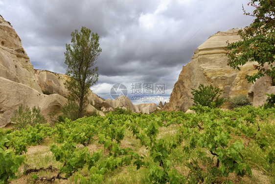 在卡帕多西亚山谷的春Cappadocicia青葡萄树丛上种植的在卡帕多西亚山谷被舒适地包围的松土壤上生长的青红葡萄树丛自然岩石形图片