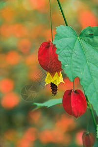 植物群花朵是橙黄色的有红底是热带地区流行的观赏植物在热带地区很受欢迎大红薯风铃草图片