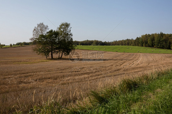 美丽的城市Raiskums拉脱维亚谷物田和干草山地绽放乡村的图片