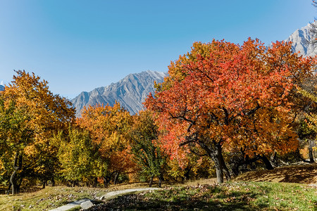 巴尔蒂斯坦美丽的巴基吉尔特巴提斯坦Hunza山谷Altit王室花园背景的山顶和蓝色天空下秋充满多彩的花叶橙图片