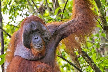 猩PongopygmaeusTanjungPuting公园婆罗洲印度尼西亚环境荒野森林图片