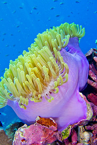 生物多样巨型海阿内蒙里蒂赫特克曼迪加布纳肯海洋公园布纳肯北苏拉威西印度尼亚洲里特互惠利的图片