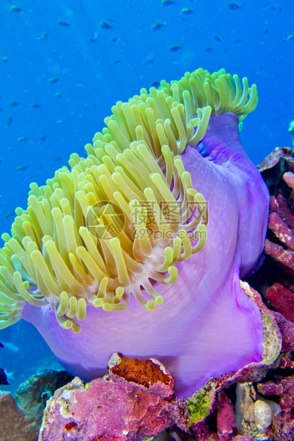 生物多样巨型海阿内蒙里蒂赫特克曼迪加布纳肯海洋公园布纳肯北苏拉威西印度尼亚洲里特互惠利的图片