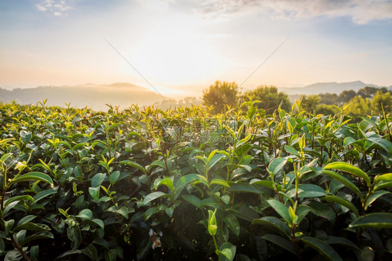 亚洲早晨清在10个茶叶种植园放白天明亮蓝背景在泰兰DoiMaeSaloongFahLuangChangRai省旅游景点云图片