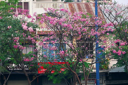 塔贝布亚颜色豪2019年西贡市Tabebuia玫瑰花季粉红色朵盛开的在越南一连排老房子上登着美丽的封面图片