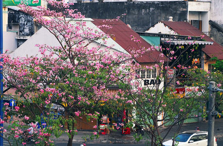 越南语自然豪2019年西贡市Tabebuia玫瑰花季粉红色朵盛开的在越南一连排老房子上登着美丽的封面图片