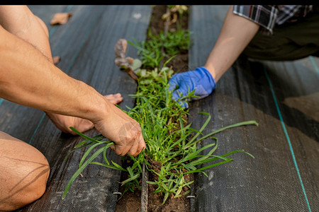 阳光园艺概念一个男园丁通过除草清杂来理蔬菜地周围区农业情感图片