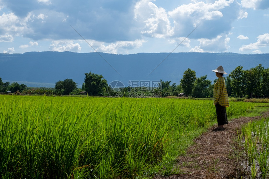 绿色谷物在田地上看着绿稻苗的女农民天空和云朵美丽阳光照在山丘上泰国农村风景PhuLuang山脉背景中盯着图片