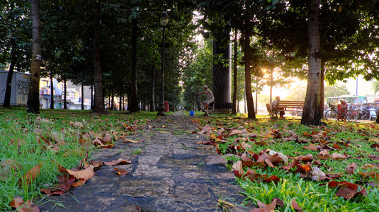 上市路沿着20年清晨公园的完美场景树排叶落到草地上人们锻炼在街上行走温暖的黄阳光照着暖色的阳光图片