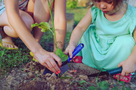 抓住关心户外年轻妇女及其儿在花园后院或自然田种植一棵树并图片