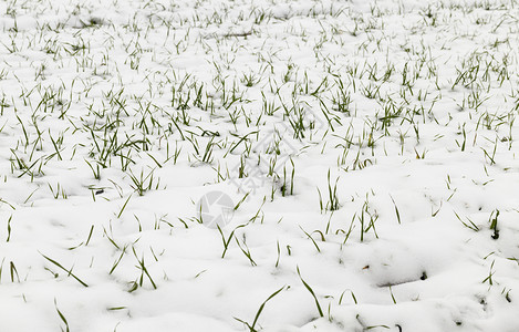 谷物在风云多的天气田地最后一场雪被覆盖的绿色小麦在冬季发芽中喷近距离拍摄了雪中田间小麦芽的浅深度吃播种图片