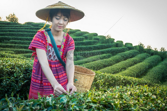 篮子旅行树叶当地山区部落妇女晚上在山举着青绿茶叶在泰国农林种植园DoiMaeSaleSalongFahLuangChangRai图片