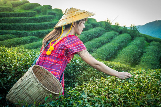 亚洲人爬坡道当地山区部落妇女晚上在山举着青绿茶叶在泰国农林种植园DoiMaeSaleSalongFahLuangChangRai图片