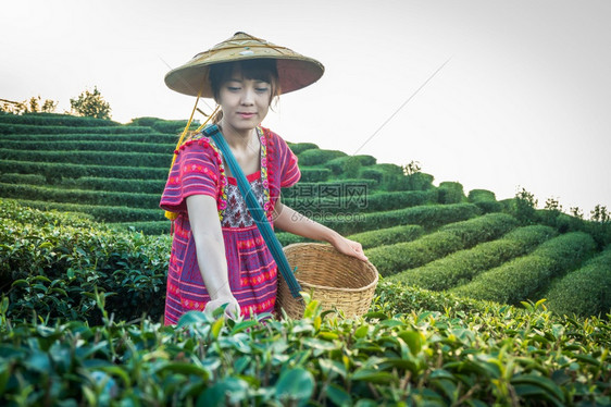 当地山区部落妇女晚上在山举着青绿茶叶在泰国农林种植园DoiMaeSaleSalongFahLuangChangRai的日落光环境图片