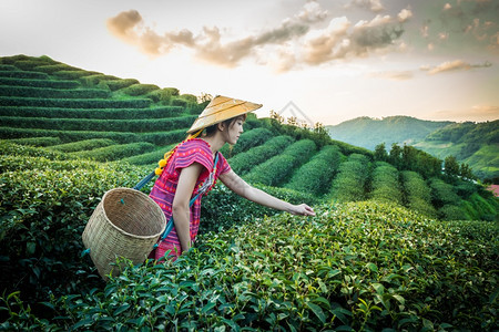 自然树旅行当地山区部落妇女晚上在山举着青绿茶叶在泰国农林种植园DoiMaeSaleSalongFahLuangChangRai的图片