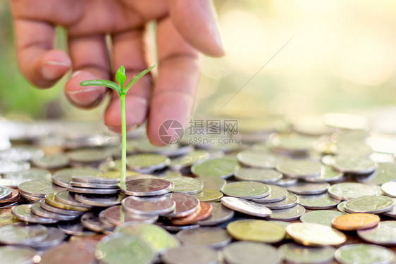 自然土壤树苗生长在散落的一堆硬币上以前有一只男人手轻摸长大的图片