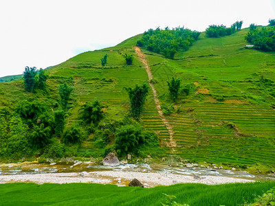 植物旅游谷越南北山SapaChapa附近的老挝稻田越南泰图片