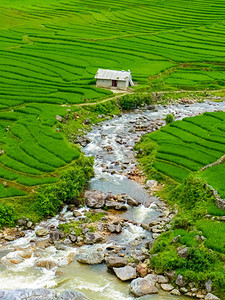 种族的越南北山SapaChapa附近的老挝稻田越南泰村庄爬坡道图片