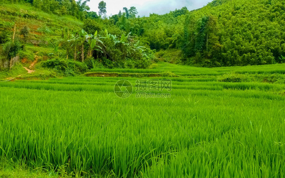 白饭越南北山SapaChapa附近的老挝稻田越南泰景观雕塑图片