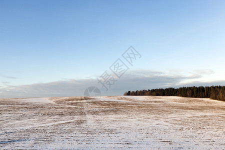 在冬季拍摄的照片近切旧草地雪老绿草大雪气候冰天图片