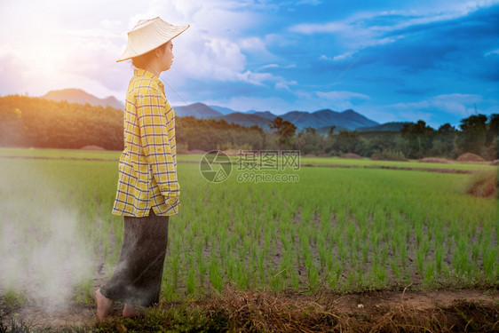 场地田上露着美丽的天空和云彩绿稻苗圃日落在背景中的山脉上泰国农村风景呼卢江山ThomeRuralscenephuluangMou图片