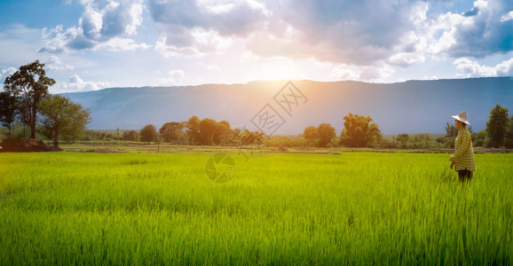 肥料田地上露着美丽的天空和云彩绿稻苗圃日落在背景中的山脉上泰国农村风景呼卢江山ThomeRuralscenephuluangMo图片