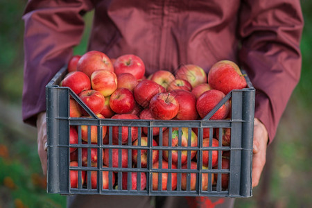 食物收成新鲜秋红苹果在篮子里花园的树下在模糊背景下在中午阳光结束时在花园里采摘苹果秋收在篮子里模糊的背景图片