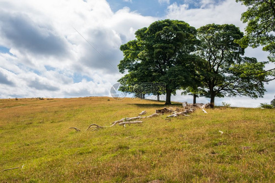 相信地产由托机构管理由英国Cheshire省Cheshire山峰区一个鹿角公园的座正式花环绕的豪宅房组成土地由信托机构管理植物天图片