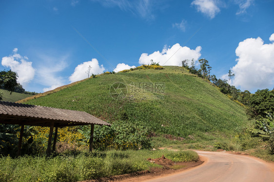 农场传统位于泰国北部当地道路附近的农村园艺员山坡上有机玉米园该艺人位于泰国北部步图片