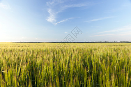 气候一种环境植人类或动物食所需产品的农田有作物的田图片