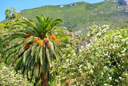 明亮的植物群在希腊卢特拉基Loutraki一个阳光明媚的城市花园里种植一棵长满橙子果实的高枣棕榈树位于一座岩石山上灌木茂密照片以图片