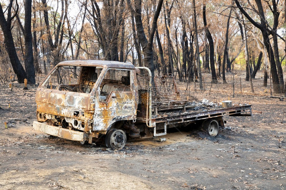 山脉吠一辆燃烧的卡车在蓝山一林大火后严重烧毁了Eucalyptus树分支图片