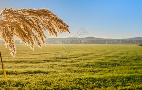日落自然年轻的在一片绿色地和青春农庄草丛中业田的美人AshinAgrime在这片绿地的背景下图片