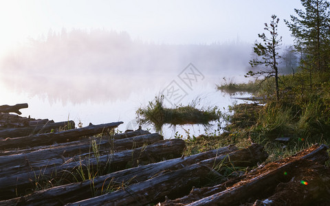 在沼泽森林湖附近一个废弃码头的景象周围布满白晨雾的沼泽森林湖北部野地自然景观北方野生自然景观软选择焦点复制空间为了天早期的图片