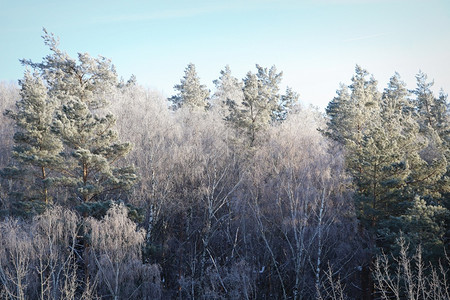 分支寒冷季节灰白的冰冻水蒸气结晶矿床在晴朗的气候中形成白色的冰冻水蒸汽池冬季风景树木灌和林严冬季节灰白的冰冻水蒸汽储存在清晰的平图片