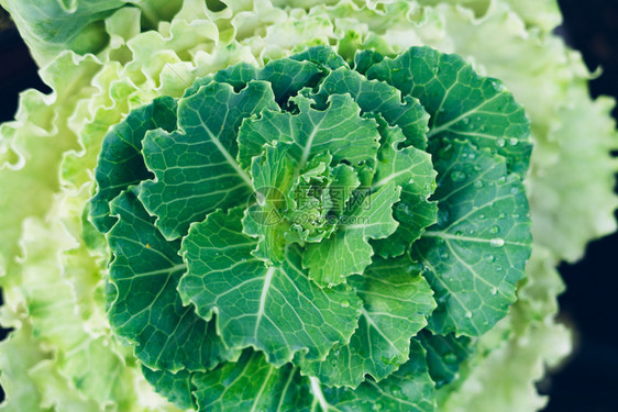 人们有机的种菜出售生产健康蔬菜绿叶有益健康新农业无土种菜生的图片