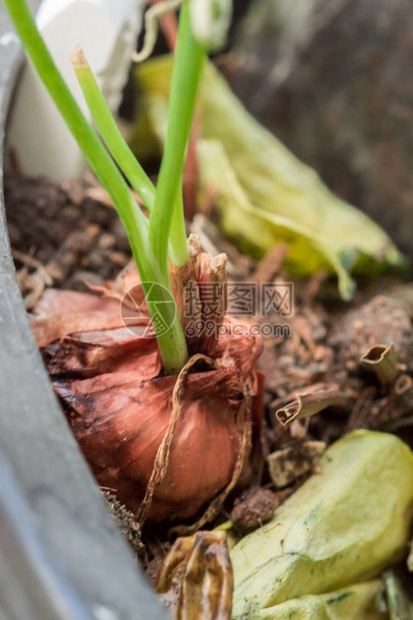 两个都葱自然沙洛植物既是药用能以蔬菜形式生产花卉又能使用新鲜管子做饭以及图片