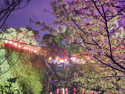 墙壁植物群日本樱桃花在城堡的护服和墙前夜间风景图片