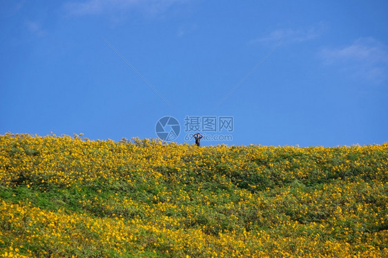 2018年月27日泰国梅洪松省DoiMaeUKho青年男子拍摄墨西哥向日葵田AMan山上美丽的黄花照片DoiKho人们服用镜片图片