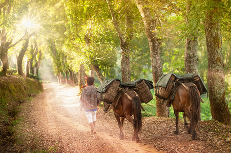 路一名年轻人在日出时骑着两匹棕色马走来两棕色马满了茶水年轻的户外图片