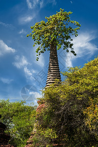 大城府古老的废墟在蓝色天空下生长树木泰国旅行地貌和目的Ayutthaya岛景观笏图片