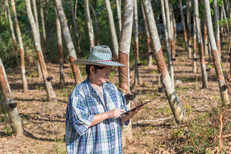 植物群农学家民在橡胶树种植园工作的亚洲妇女聪明农业学家在自然天乳胶行用橡树进种植这是为泰国工业以白奶色收割天然橡胶的农业产物用于图片