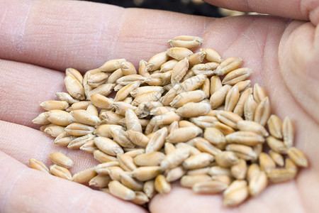 大麦在春天播种小时人手中有大量谷物人体身紧闭大量谷物被粒割下6月1日公元20年目的植被图片