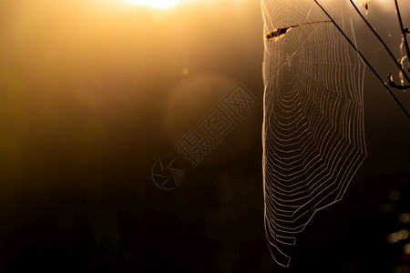 明亮的风景优美清晨在阳光明媚的日间神秘气氛中在干草上的蜘蛛网重点图片
